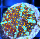 Corals of Eden WYSIWYG Live Coral Frag ~ baby Forbidden Treasures Mushroom — photo 3
