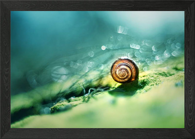 Morgenimpression mit Schneckenhaus gerahmtes Wandbild Poster Leinwanddruck Bild