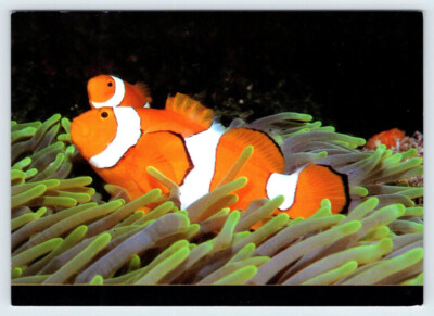 中古 back number『then』『fish』 Vintage 50's Magic Fish Tin Litho Large Fish Eating Small Fish