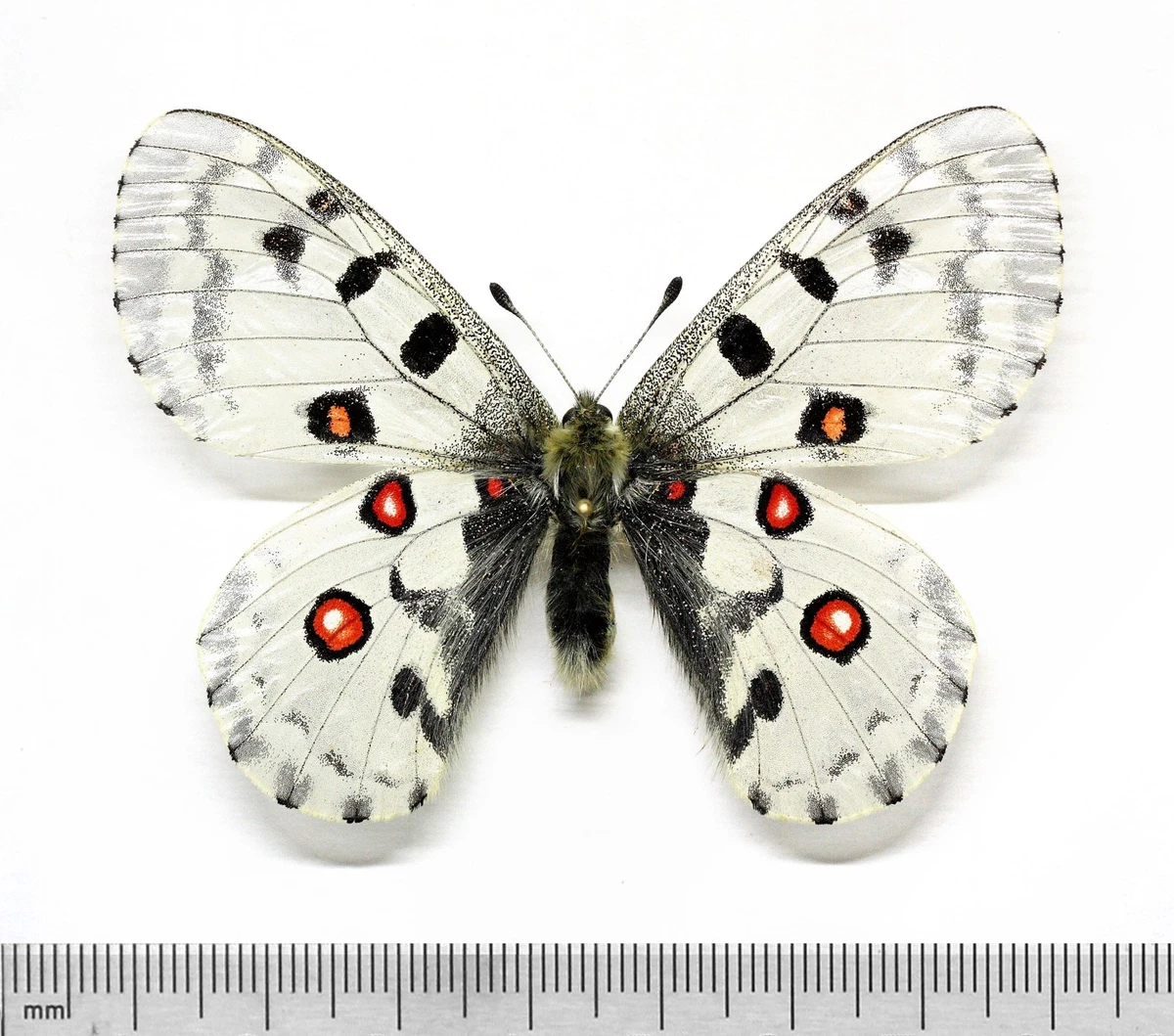 パルナシウス・カルトニウス（オス、インド） Parnassius Butterfly for sale | eBay