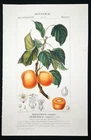 1831,TURPIN ORIGINAL ENGRAVING FINE ANTIQUE WATERCOLOURING APRICOT FRUIT XZ1