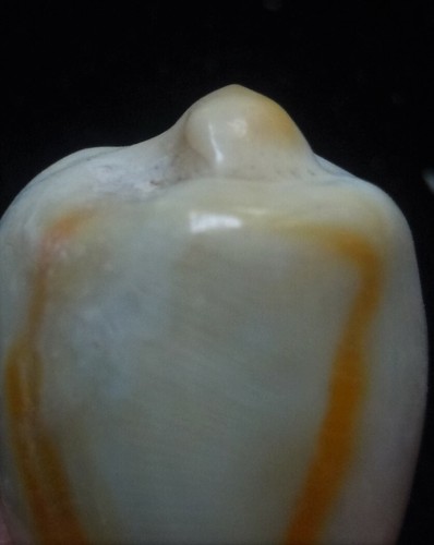 seashell Cypraea annlus FREAK 20 mm F++ - Imagen 4 de 4
