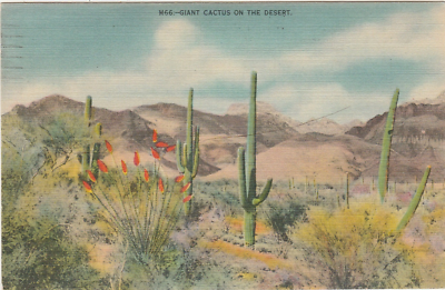 Giant Saguaro Cactus On The Desert-Arizona-Az | eBay