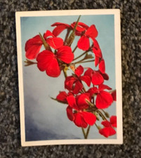 Tobacco Card, UTC, OUR SOUTH AFRICAN FLORA, 1940, Scarlet Geranium, #49