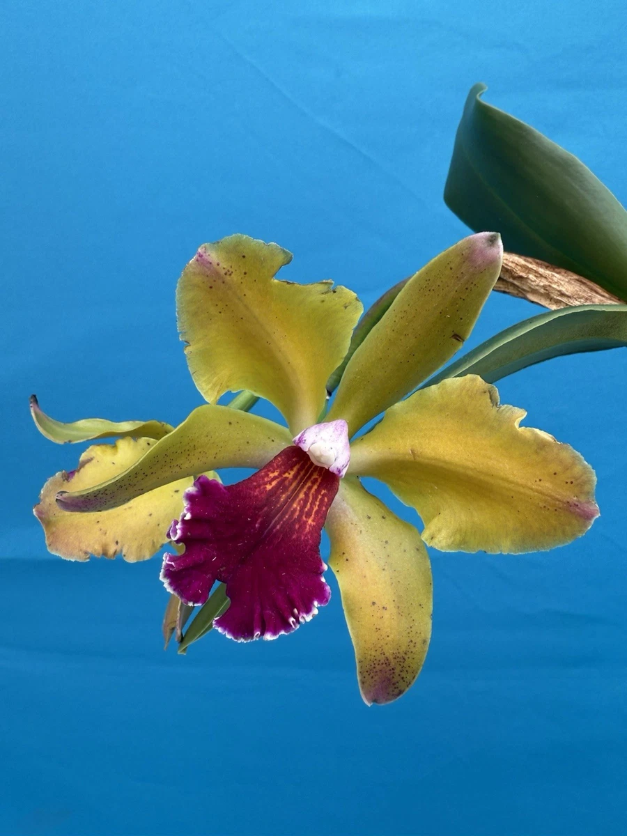 世界の野生蘭ORCHIDATLAS VOL. 3 Cattleya Laelia ORCHIDATLAS OF THE