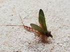 Mayfly fishing flies (yellow holographic wing)