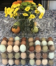 16 Rainbow Hatching Eggs from Purebred Chickens No Barnyard Mixes 