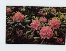 Postcard Purple Rhododendron in Full Bloom