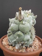 Astrophytum myriostigma KIKO WHITE rare cactus cacti japan hybrid seeds 50 SEEDS