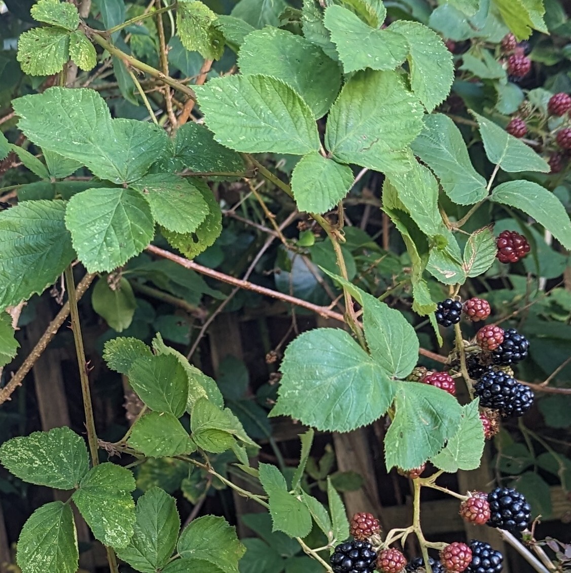 9 x Wild Bramble Blackberry Rubus Organic Fresh Unrooted Cuttings | eBay UK