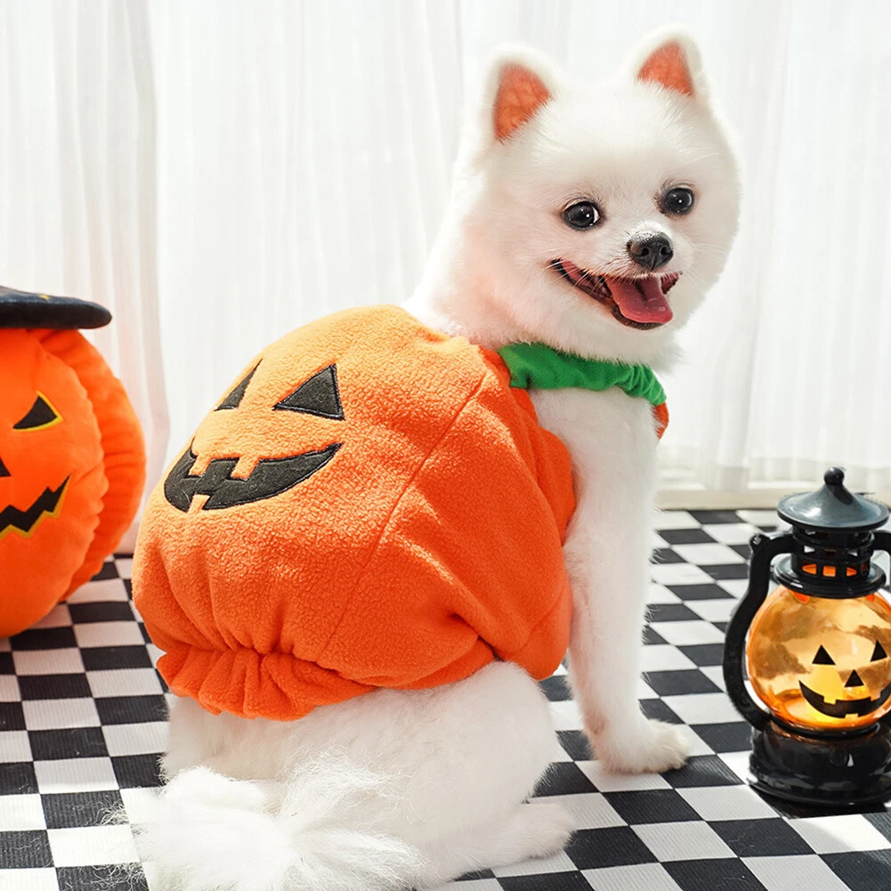 VETEMENTS Vestiti zucca carini cane due zampe animale domestico Halloween festa cosplay vestito abiti