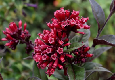Newellii Red Jasmine Cestrum Fasciculatum Night-blooming Jasmine