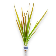 Vallisneria Rubra | Aquarium Plants Factory®