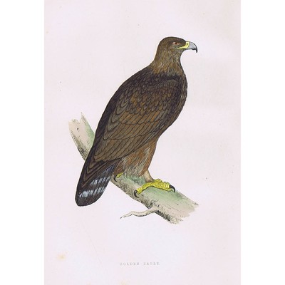 VÖGEL Steinadler - handkolorierter antiker Druck 1891 von Rev FO Morris