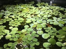 Aquarium Floating Plant Package-3 Floater species Beginner Friendly Live plant