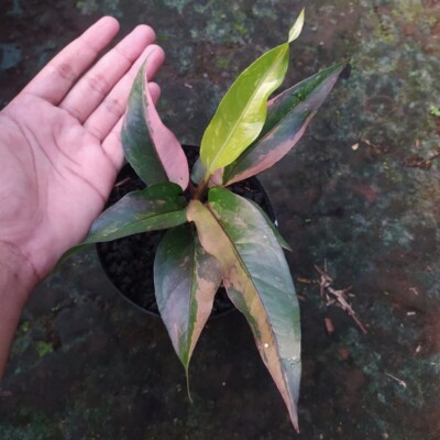 Anthurium Hookeri Pink Variegated buy 5 free 1plant | eBay