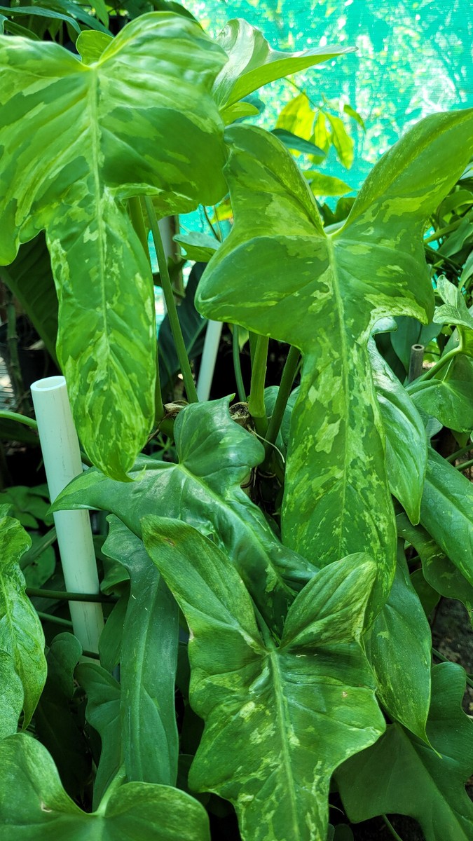 PHILODENDRON 'SPLASH GORDON' RARE Variegated bipennifolium cream variegata  +HEAT | eBay