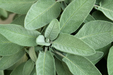 4 SAGE HERB PLUG PLANTS | DIRECT FROM THE GROWER