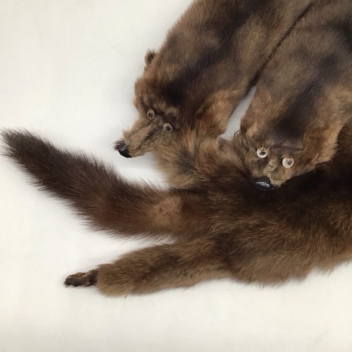 Quadruple Ferret (or Mink) Scarf/Stole - 4 Whole Pelts - Picture 7 of 11