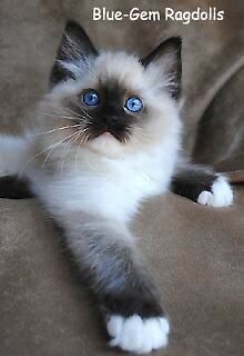 bluegem ragdolls