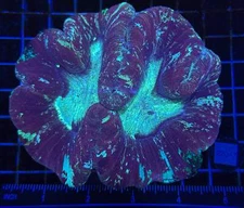 WYSIWYG Rainbow Wellsophyllia Live LPS Coral Frag – Ultra Colorful for Reef Tank