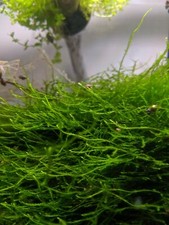 Java Moss