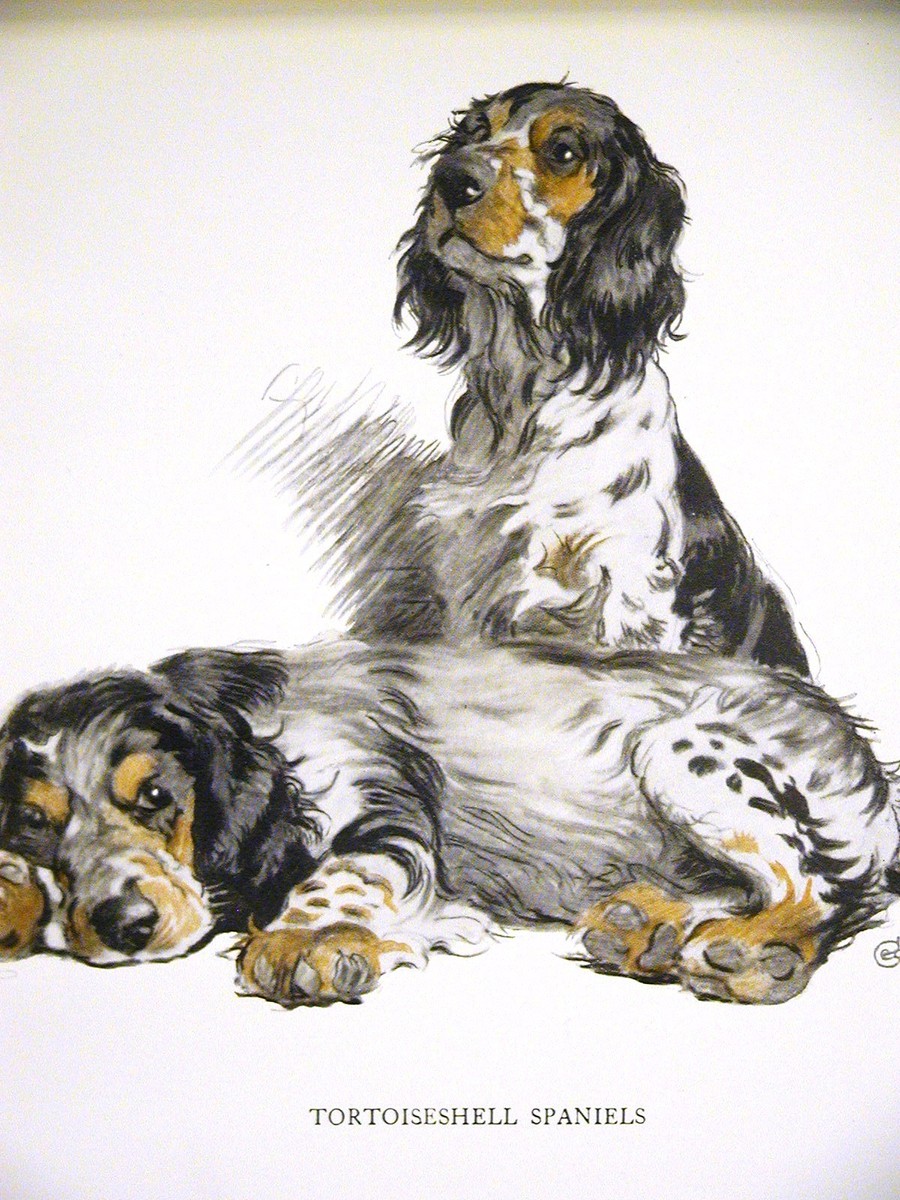 Cecil Aldin 1930 TORTOISESHELL SPANIELS Black & Brown Spotted Dogs
