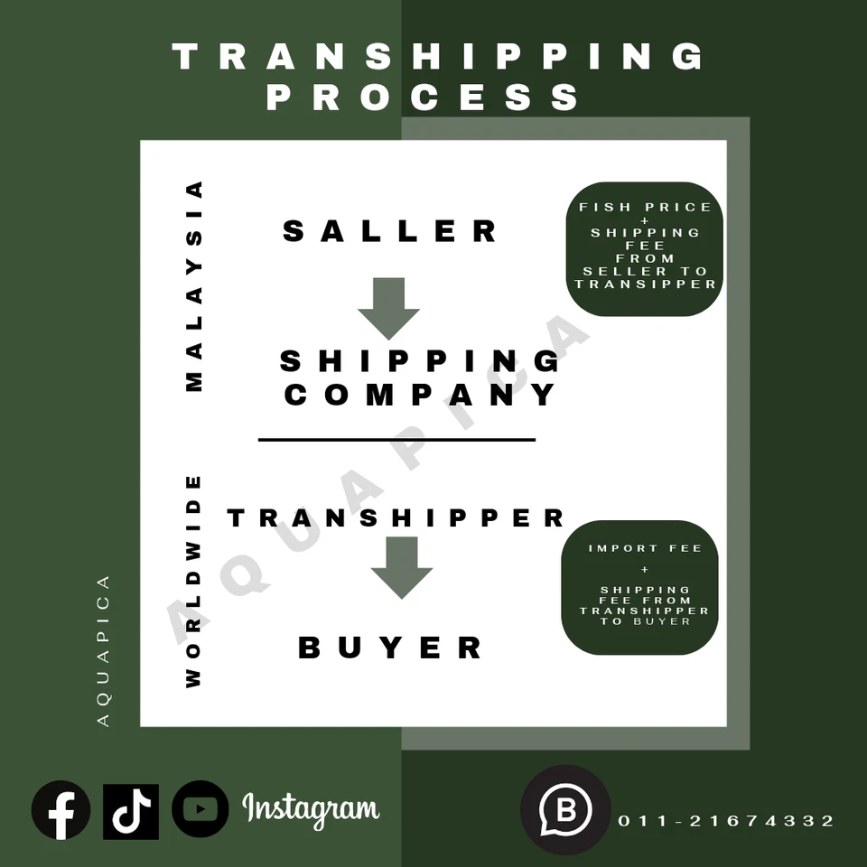 GUPPY FISH PURPLE MOSCOW - PAIR ( FEMALE+MALE) - Image 2 of 4