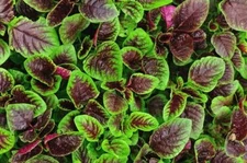 500 RED GARNET AMARANTH Seeds-Non GMO-Organic-Open Pollinated