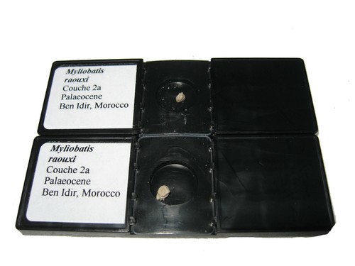Vertebrate fossil slide mount - Palaeocene Morocco Myliobatis raouxi shark tooth - Picture 2 of 2