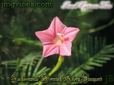 Peach Cypress Vine Ipomoea Quamoclit 10 Qty