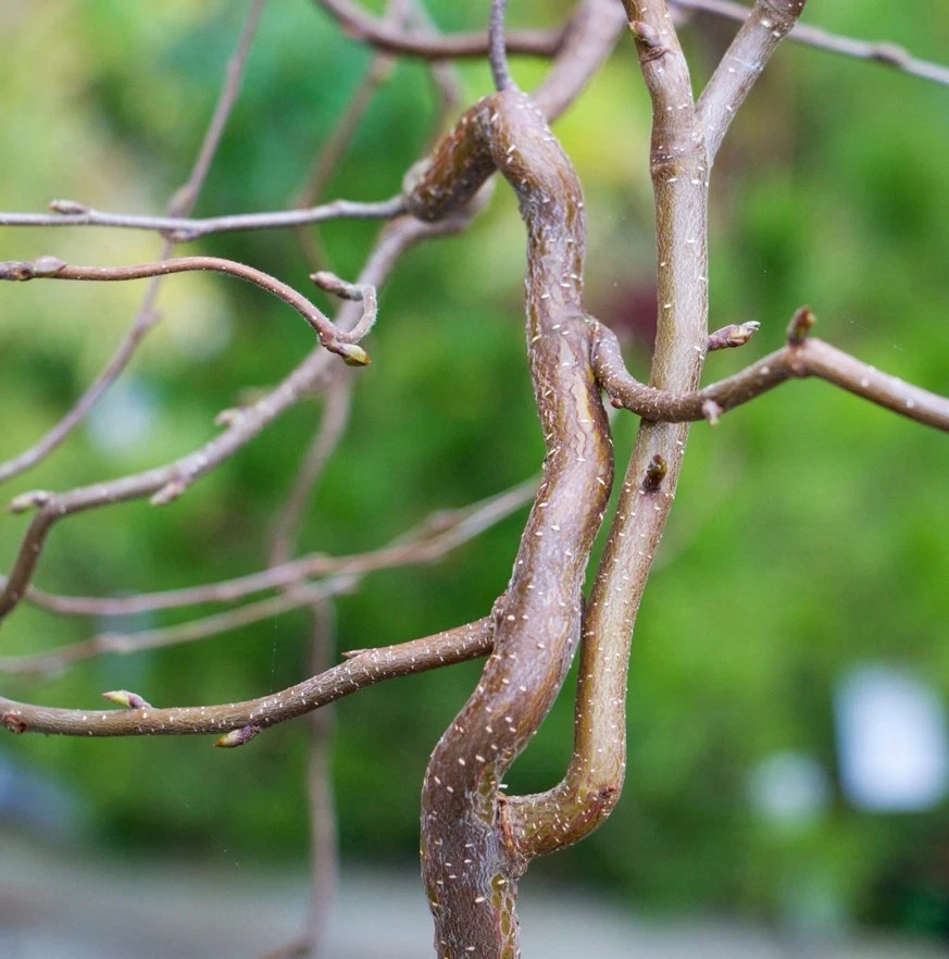 Säulenbirke SPIDER ALLEY 100 cm im Container - Bild 2 von 4