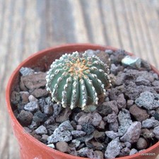 D6684 GEOHINTONIA MEXICANA pot5,5-H2,5-W2 cm MaMa Cactus