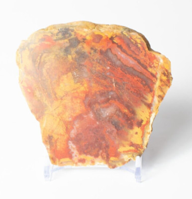 Polished Chinchilla Petrified Wood Slice Stone Slab Australian PW2109235