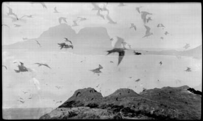 Lord Howe Island Seagulls superimposed over Mount Lidgbird and Mou - Old Photo