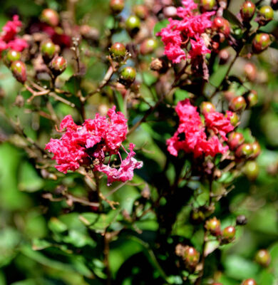 Chinesische Kräuselmyrte Dynamite 100-125cm - Lagerstroemia indica