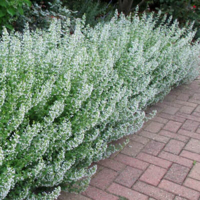 Common White Catmint Seeds | Heirloom / Non-GMO | Free Ship | Flower Seeds  1274 | eBay