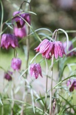 Snakes Head Fritillary Seeds Chequered Lily Rare UK Native Perennial