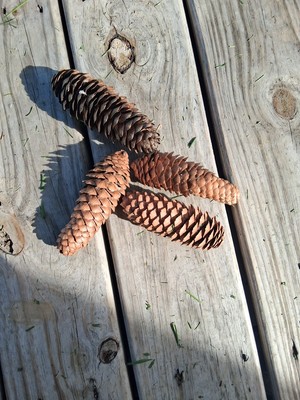 Lot of 20 Norway Spruce Pine Cones Smaller  4''-5'' For Crafts Hand Picked Natural