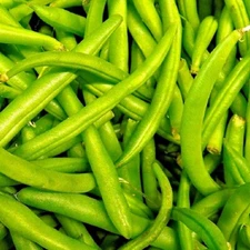 Contender Bush Bean Seeds  | NON-GMO Bean Seeds | Fresh Heirloom Garden Seeds