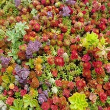 100+ MIXED SEDUM SEEDS - Stonecrop beautiful Succulent groundcover USA FREE SHIP