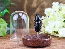 w154 Entomology Taxidermy Big Headed Ground Beetle Glass Dome curiosities decor