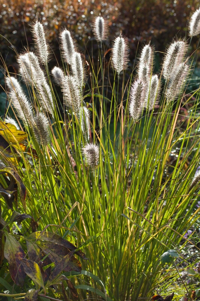 Pennisetum alopecuroides Little Bunny 9cm pot eBay
