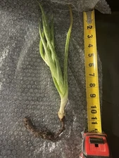 Medicinal Aloe Vera Barbadensis Miller 1 Live Edible Gel Plant  " bare root