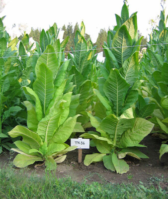 tobacco seeds ebay 1000 TN 86 Tobacco Seeds ~ Heirloom ~ Disease Resistant ~ Non-GMO Tobacco