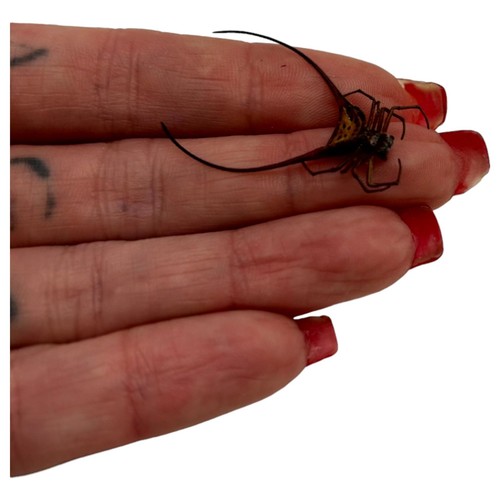 Curved Shiny Orb Weaver Spider (Macracantha arcuata) Entomology specimen A1 - Picture 6 of 8