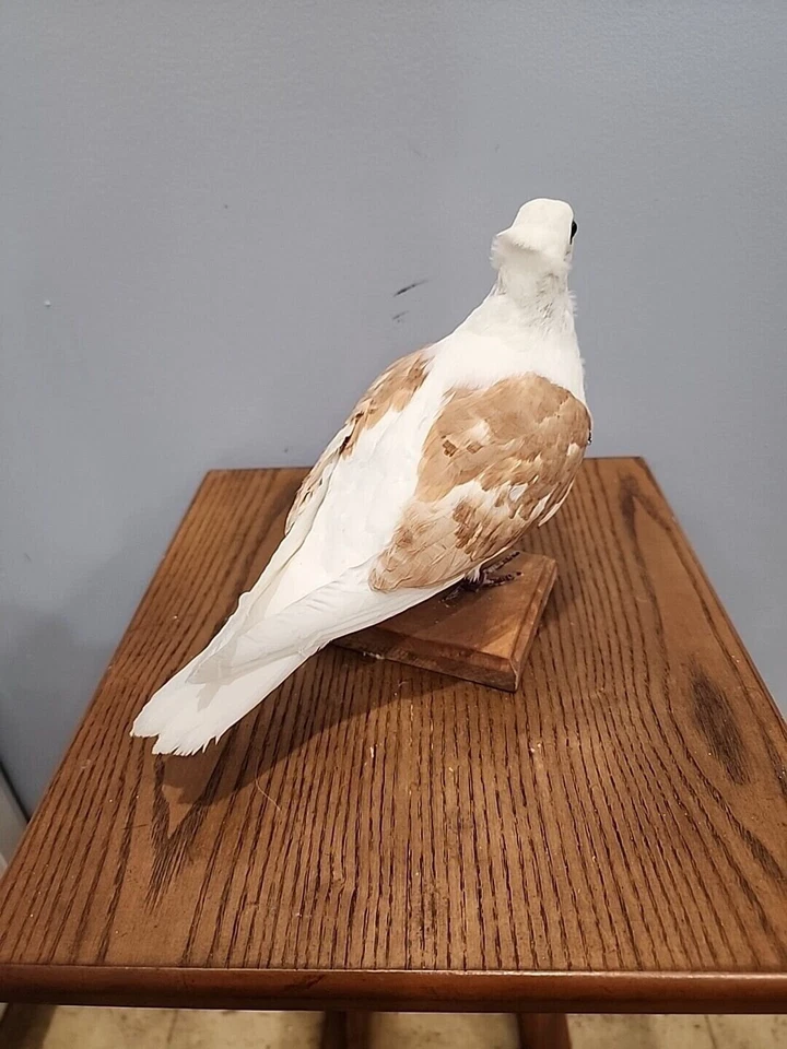 BJ140 Cautivo Búho Alemán Criado Paloma Pájaro Montaje Taxidermia Foto 3 de 4