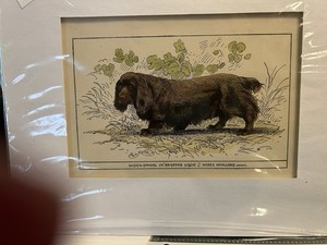 Sussex Spaniel Antique Print  Matted 5x7