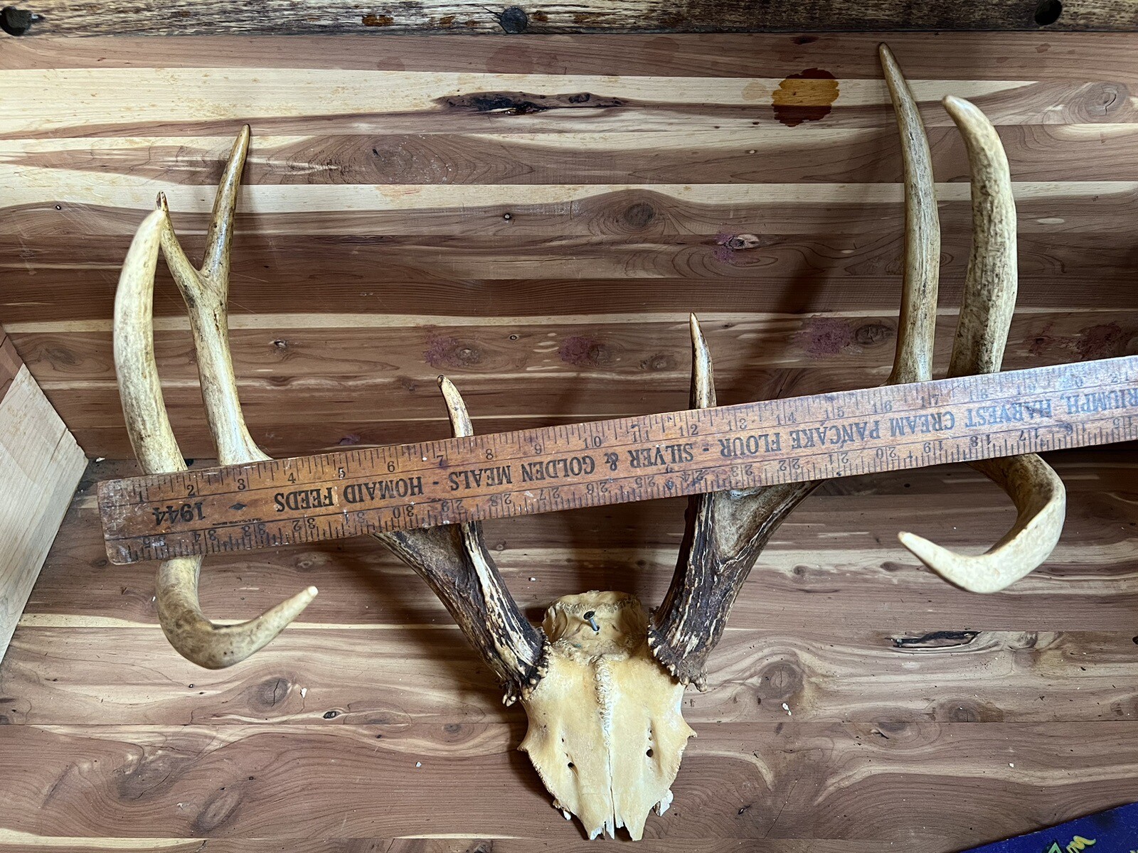 2 Huge Racks Whitetail Deer Skull Plate Antler Rack Cabin Mount