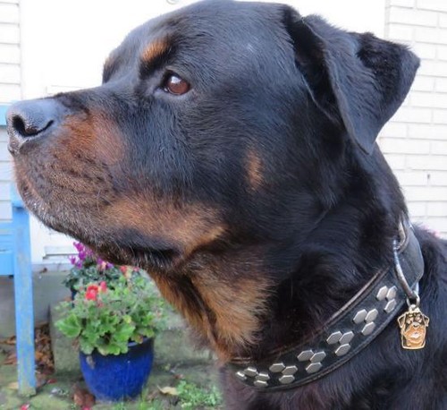 Dog name ID Tag Rottweiler, Engraved, Personalized, Handmade - Picture 11 of 11